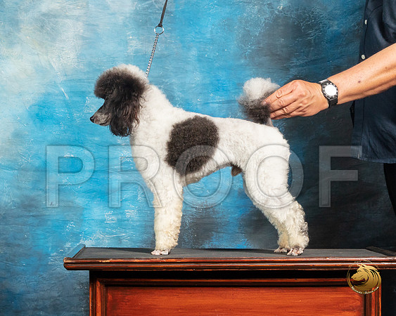 Poodle 1 John BoothSSR_3761-Addison2019-HR3