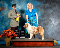 Australian Shepherd Sat S1 BOB G4 Becky Barnes Judge Antonio Raposo