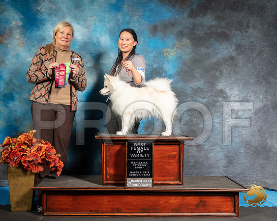 American Eskimo Sat S2 BOV Cat Jackson Judge Kathy ShortSSR_3841-Addison2019-HR3