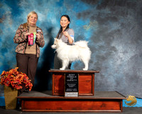 American Eskimo Sat S2 BOV Cat Jackson Judge Kathy Short