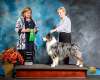 Australian Shepherd Sat S2 G3 Sheri Bacon Judge Jeanne Heger