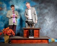 Brussels Griffon Sat S2 Robert Sampson Judge Antonio Raposo