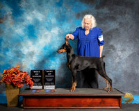 Doberman Pinscher Sat 1 2 BOW Debra Markwardt