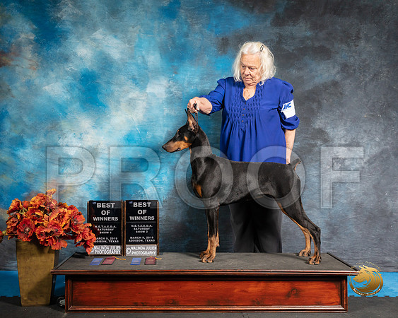 Doberman Pinscher Sat 1 2 BOW Debra Markwardt SSR_3812-Addison2019-HR3
