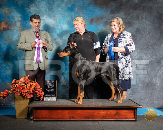 Doberman Pinscher Sat S2 BIS Tina Judge Antonio RaposoSSR_3866-Addison2019-HR3