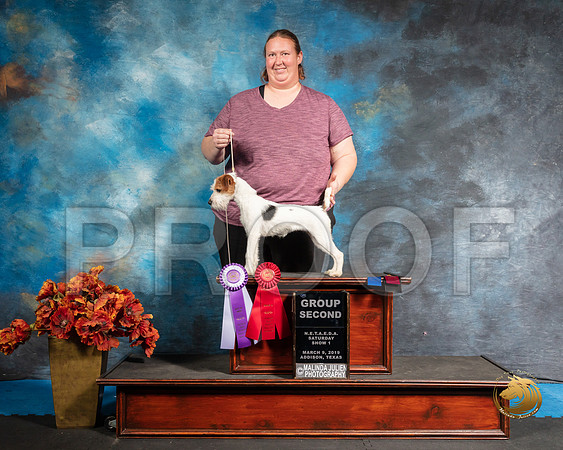 Jack Russell Terrier Sat S1 G2 Geneva Fain Judge Jeanne HegerSSR_3778-Addison2019-HR3