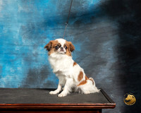 Japanese Chin John Booth