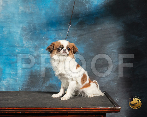 Japanese Chin John BoothSSR_3752-Addison2019-HR3