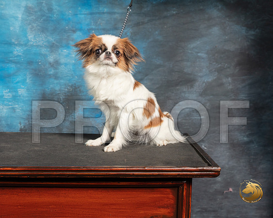 Japanese Chin John BoothSSR_3754-Addison2019-HR3
