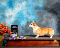 Pembroke Welsh Corgi Sat S2 Bethaniea Walder