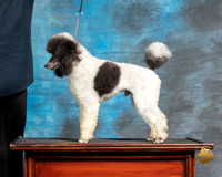 Poodle 1 John Booth
