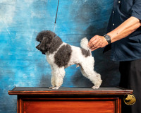 Poodle 2 John Booth