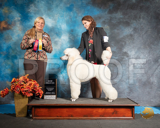 Poodle 2Sat S2 Jennifer Fulgham Judge Kathy ShortSSR_3869-Addison2019-HR3