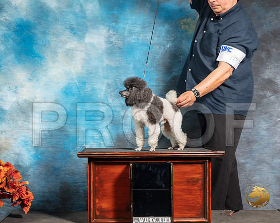 Poodle 5 Sat2 John BoothSSR_3810-Addison2019-HR3