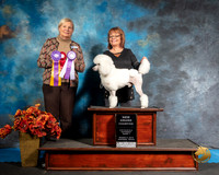 Poodle Sat S1 G2 NGrCh Chiquita Sorg Judge Katherine Short
