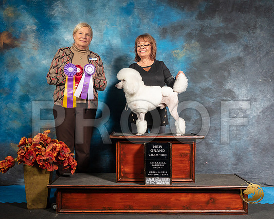 Poodle Sat S1 G2 NGrCh Chiquita Sorg Judge Katherine ShortSSR_3770-Addison2019-HR3