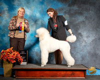 Poodle Sat S2 NCh Jennifer Fulgham Judge Katherine Short