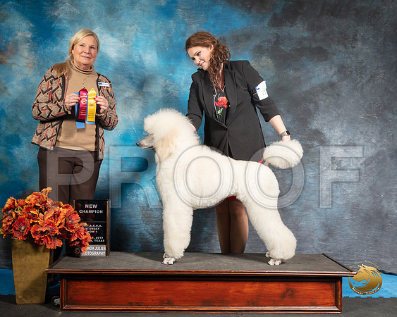Poodle Sat S2 NCh Jennifer Fulgham Judge Katherine ShortSSR_3838-Addison2019-HR3