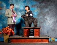 Pyrenean Shepherd Sat S2 ABMIS Margie Elkiins Judge Antonio Raposo