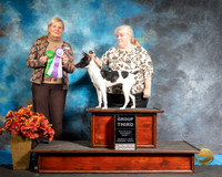 Rat Terrier Sat S2 G3 Kate Adams Judge Kathy Short