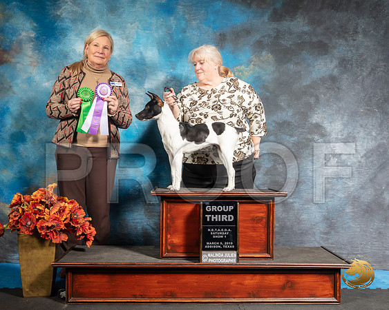 Rat Terrier Sat S2 G3 Kate Adams Judge Kathy ShortSSR_3847-Addison2019-HR3