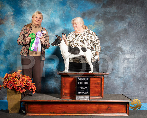 Rat Terrier Sat S2 G3 Kate Adams Judge Kathy ShortSSR_3847-Edit-Addison2019-HR3
