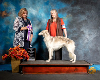 Silken Windhound Sat S1 RBIS R Lynn Shell Judge Jeanne Heger