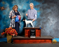 Toy Fox Terrier Sat S1 G1 Bob Shailer Judge Jeanne Heger