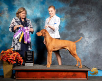 Vizsla Sat S1 BIS Heidi Croft Judge Jeanne Heger