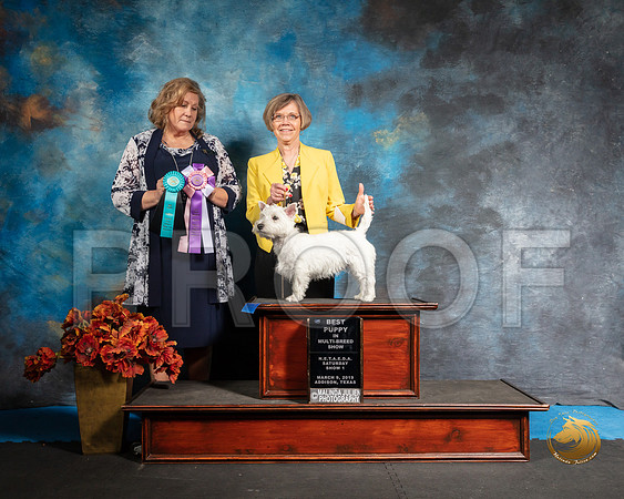 West Highland White Terrier Sat S1 BPIMBS Connie Romano Judge Jeanne HegerSSR_3791-Addison2019-HR3