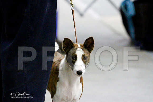 Basenji-3190LR