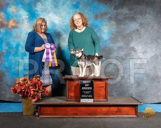 Alaskan Klee Kai Sun BOB Pam Eaves Judge Jeane HegerSSR_3934-Addison2019-HR3