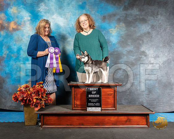 Alaskan Klee Kai Sun BOB Pam Eaves Judge Jeane HegerSSR_3933-Addison2019-HR3