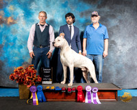 Dogo 1 Sun Ricky Shanafelt