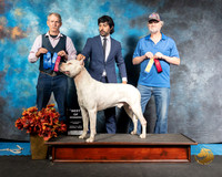 Dogo 2 Sun Ricky Shanafelt
