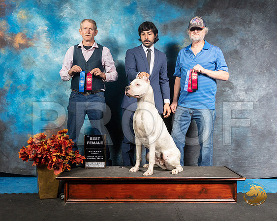 Dogo 3 Sun Ricky ShanafeltSSR_3905-Addison2019-HR3