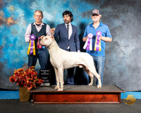 Dogo 4 Sun Ricky Shanafelt