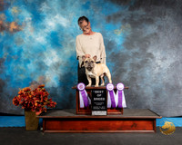 French Bulldog Sun BOB Shannon Kelly