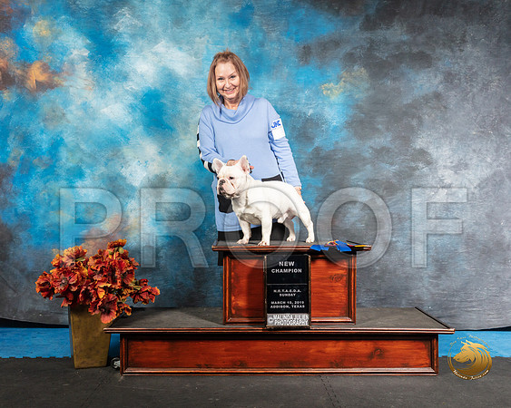 French Bulldog Sun NCh Janis Whalen 1SSR_3899-Addison2019-HR3