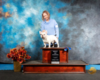 French Bulldog Sun NCh Janis Whalen 2