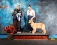 Golden Retriever Sun BISP Amanda Pratt Judge Kathy Short