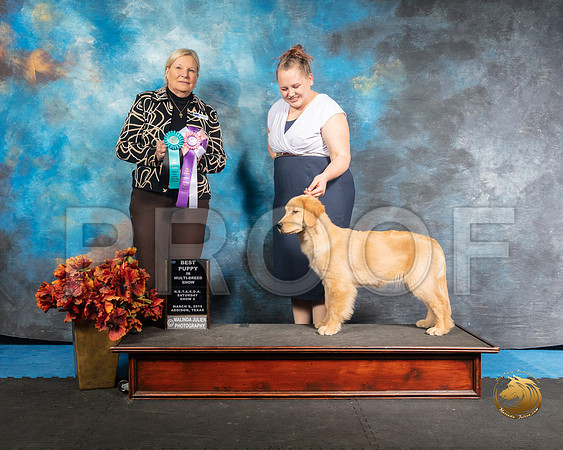 Golden Retriever Sun BISP Amanda Pratt Judge Kathy ShortSSR_3972-Addison2019-HR3