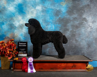 Poodle Standard Sun Val Petronell