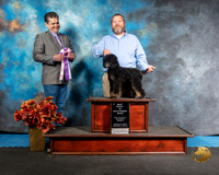 Poodle Sun BPIS Jennifer Bills Judge  Antonio Raposo