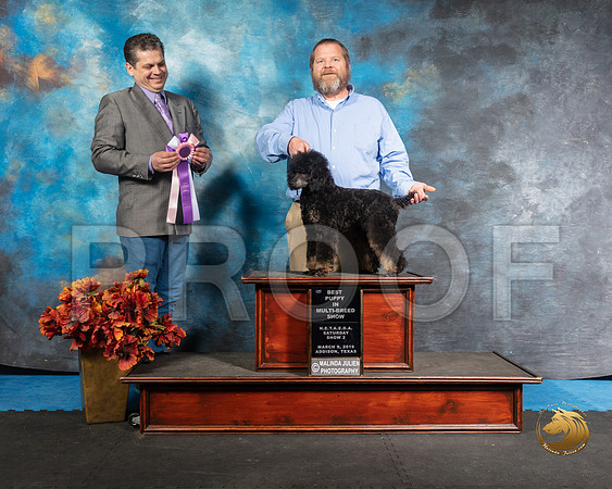Poodle Sun BPIS Jennifer Bills Judge  Antonio RaposoSSR_3962-Addison2019-HR3