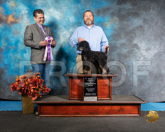 Poodle Sun BPIS Jennifer Bills Judge  Antonio RaposoSSR_3965-Addison2019-HR3