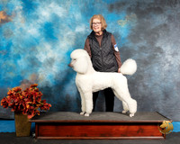Poodle Susan Booth Kuykendall