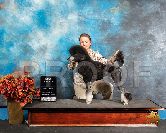 Poodle Sun NCh Kim Smith Judge Antonio RaposoSSR_3888-Edit-Addison2019-HR3