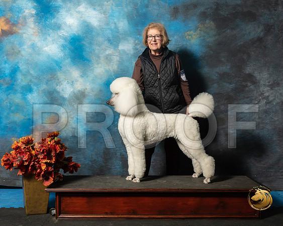 Poodle Susan Booth KuykendallSSR_3916-Addison2019-HR3