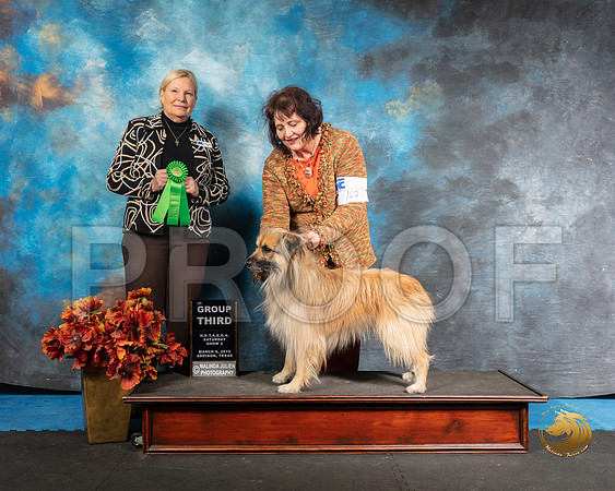 Pyrenean Shepherd Sun G3 Margie Judge Kathy ShortSSR_3951-Addison2019-HR3